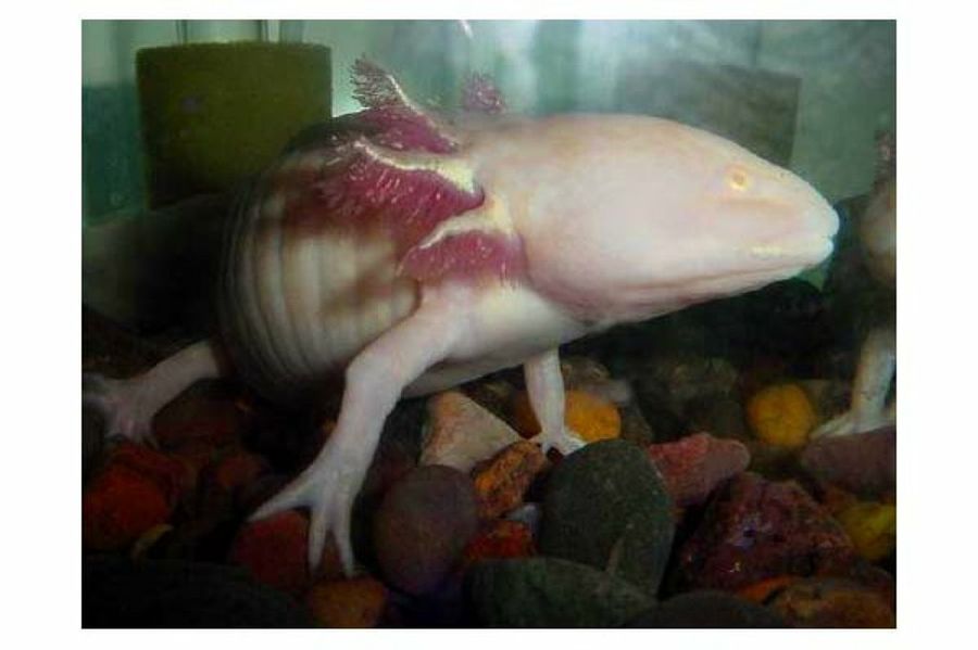 axolote