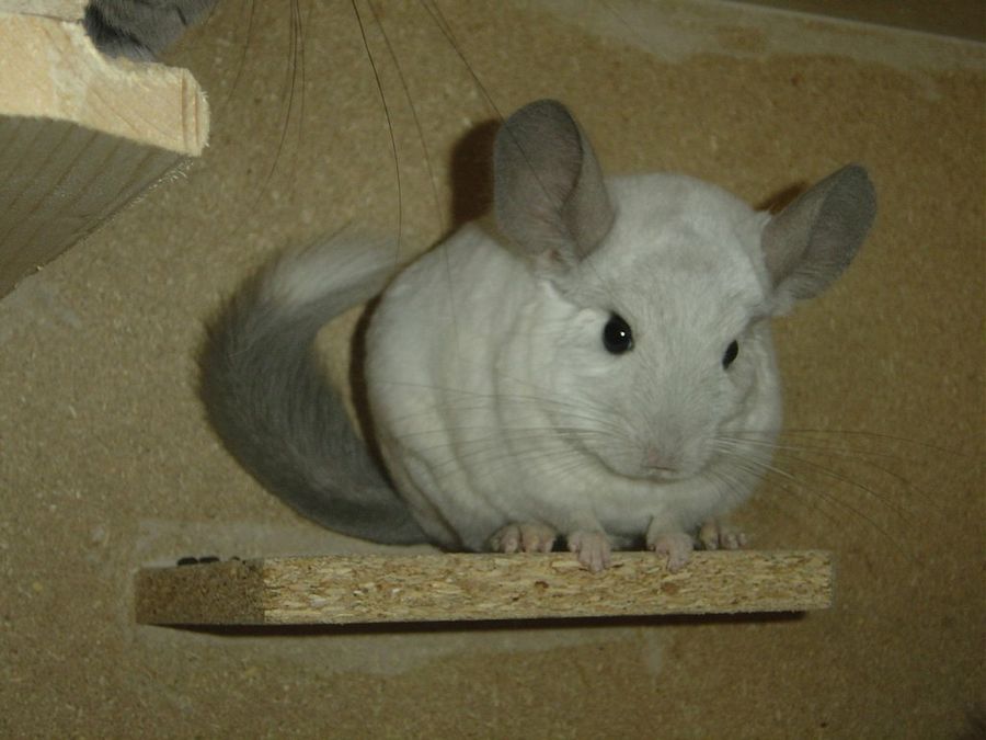 chinchilla blanca