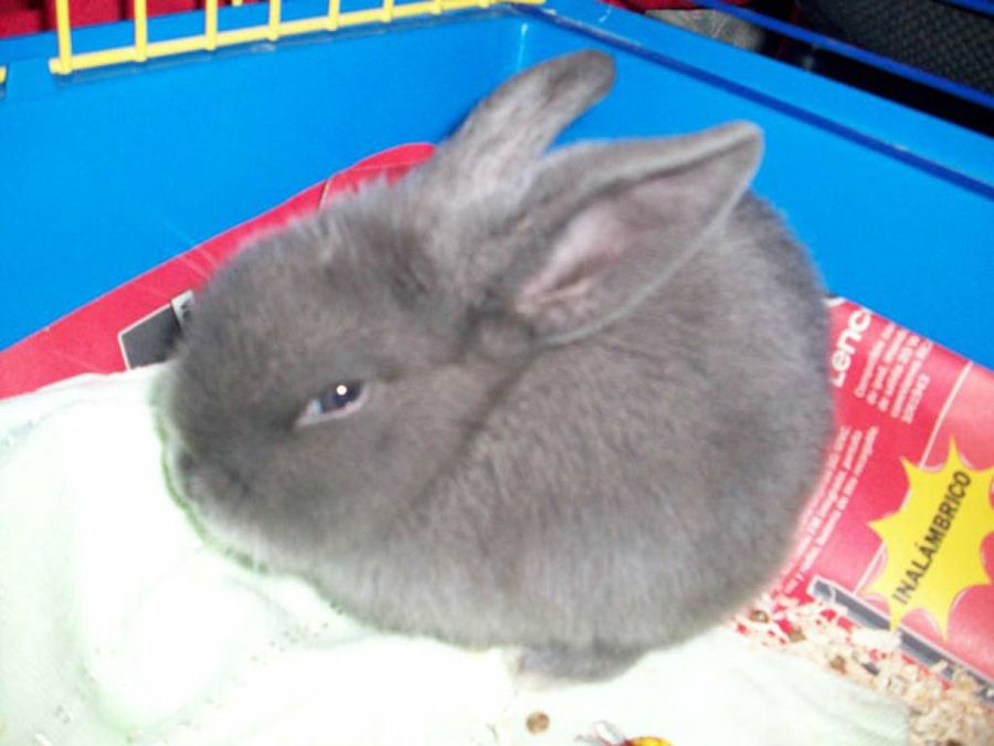 conejo gris