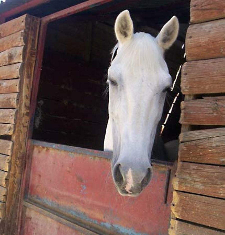 caballo blanco