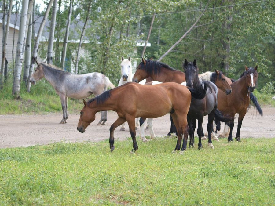 grupo de caballos