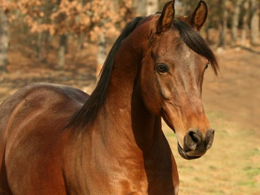 caballo en el establo