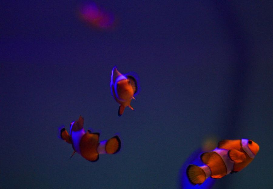 peces naranjas con rayas