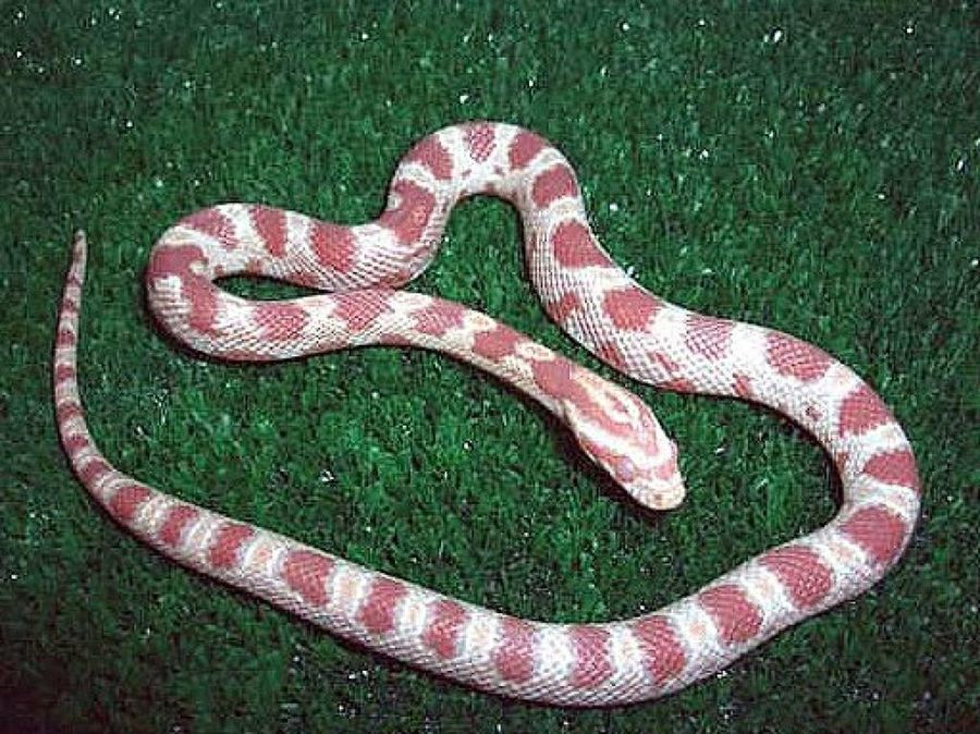 serpiente roja