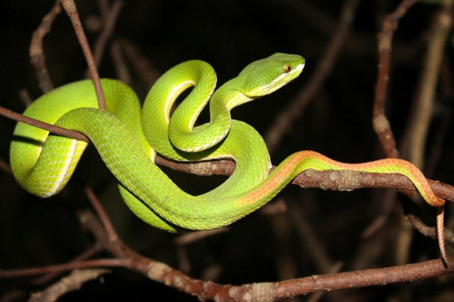 Serpientes y venenos: una pareja peligrosa