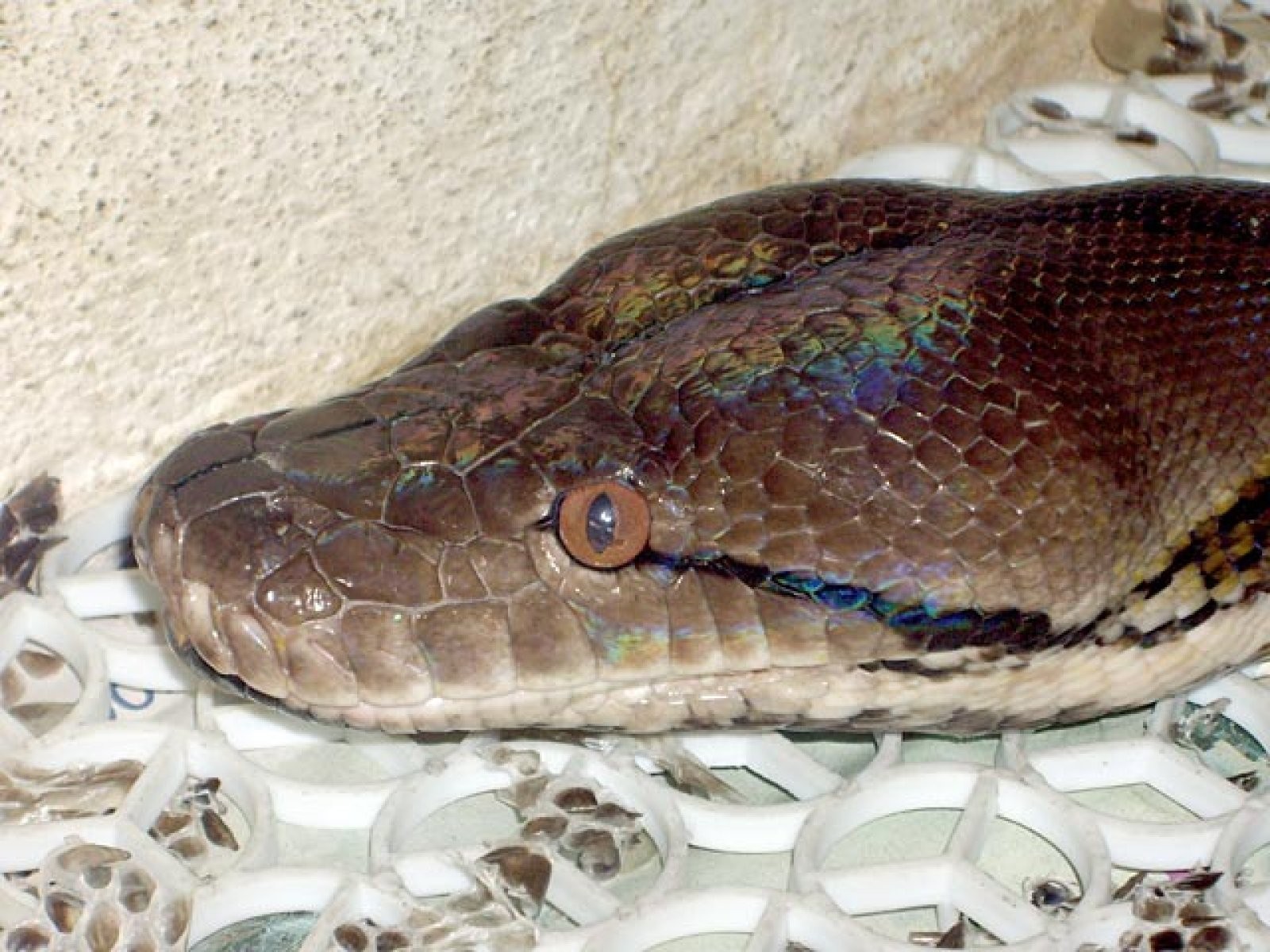 cabeza serpiente