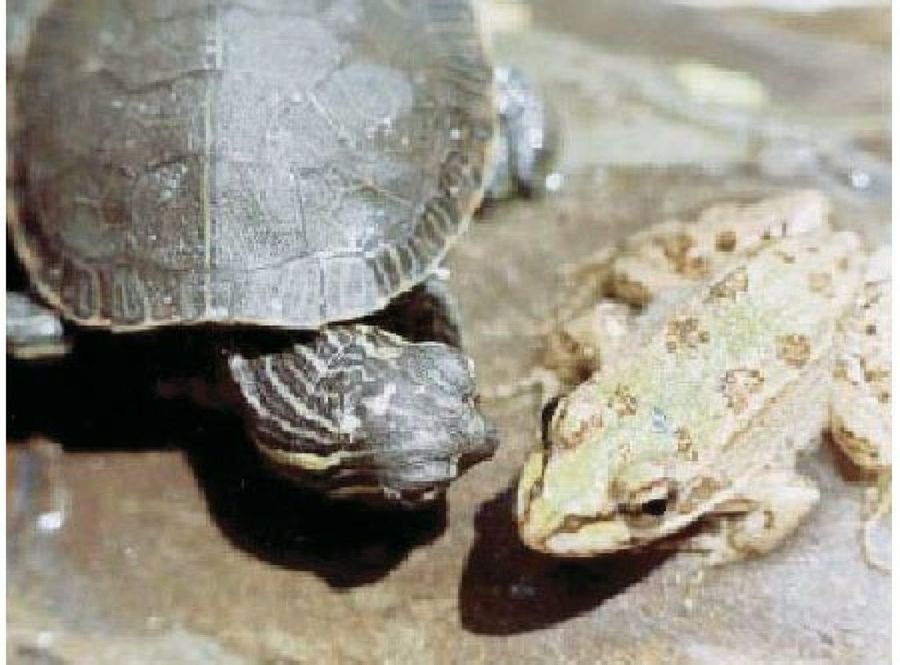 tortuga y rana
