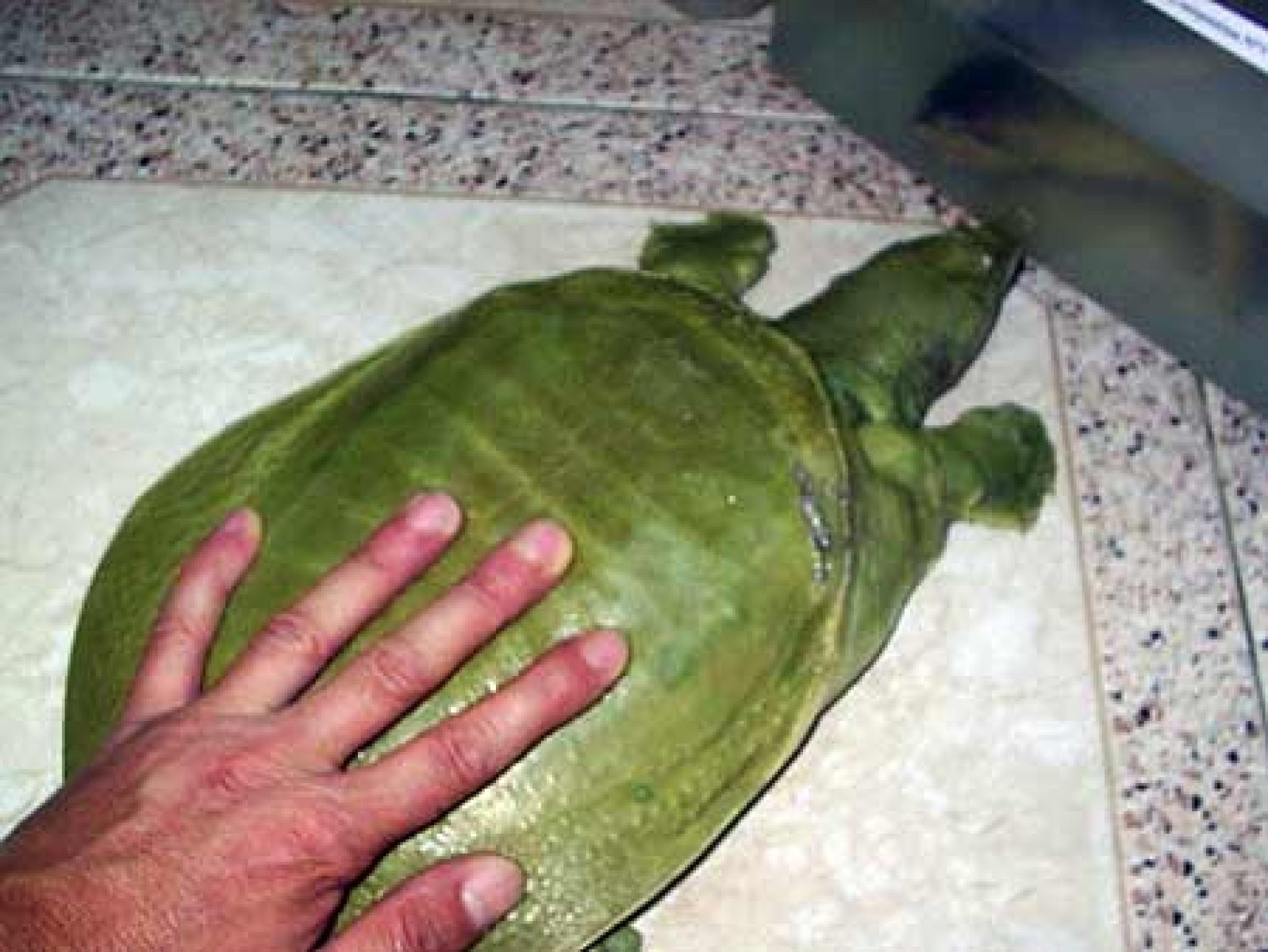caparazón tortuga