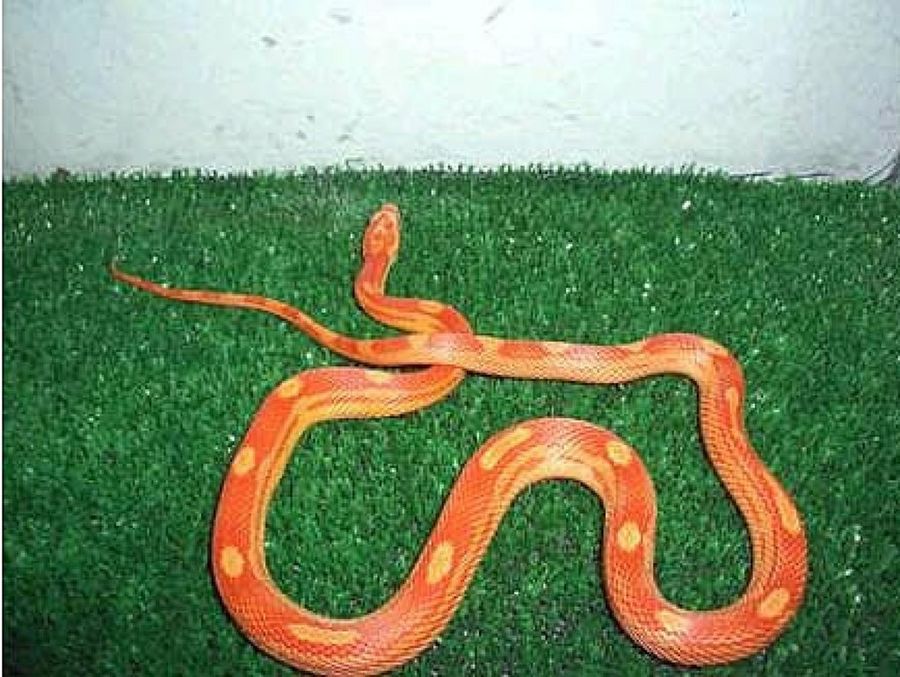 serpiente naranja