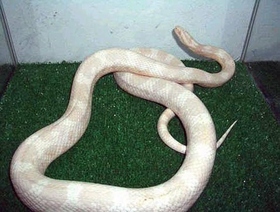 serpiente blanca