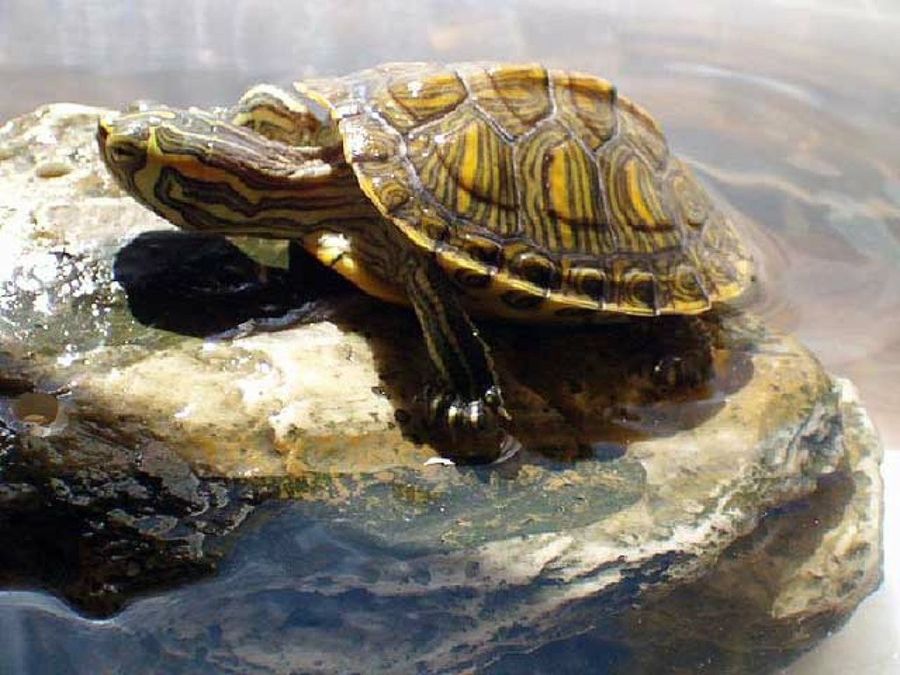 tortuga en el agua