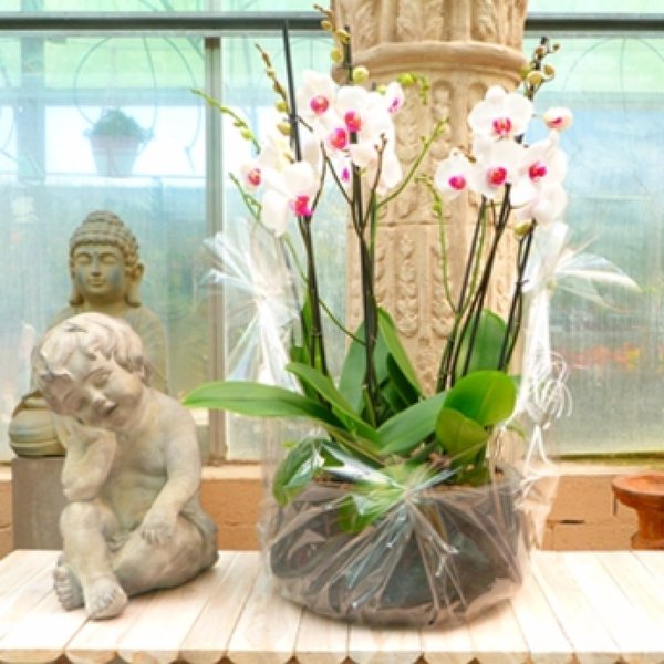 almohada Abundante convergencia Por que debes usar macetas transparentes en tus orquídeas | Plantas
