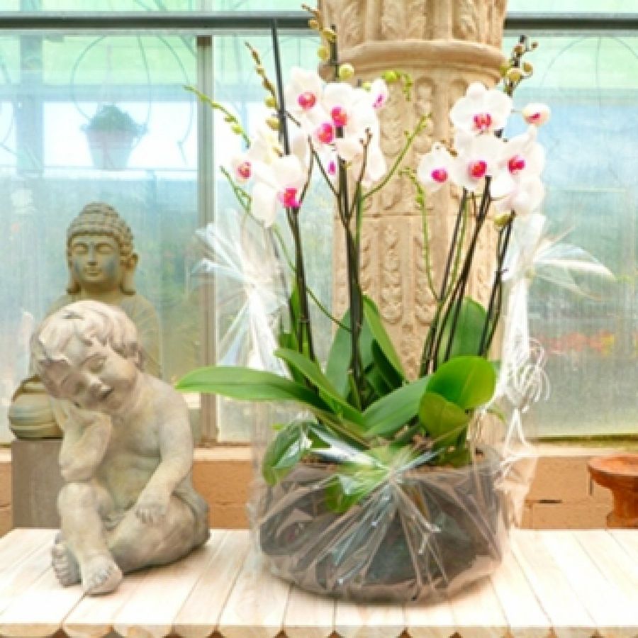 How to Properly Care for Potted Orchids