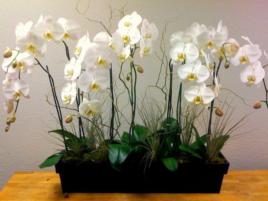 Orquídea mariposa o Phalaenopsis | Plantas