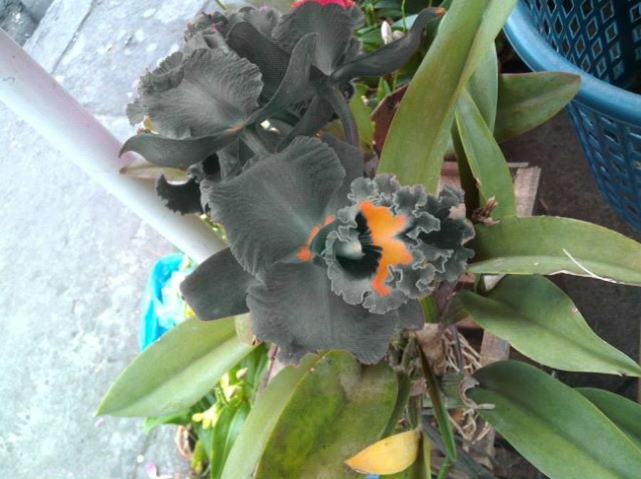 Orquídea gris: plantas y flores extrañas | Plantas