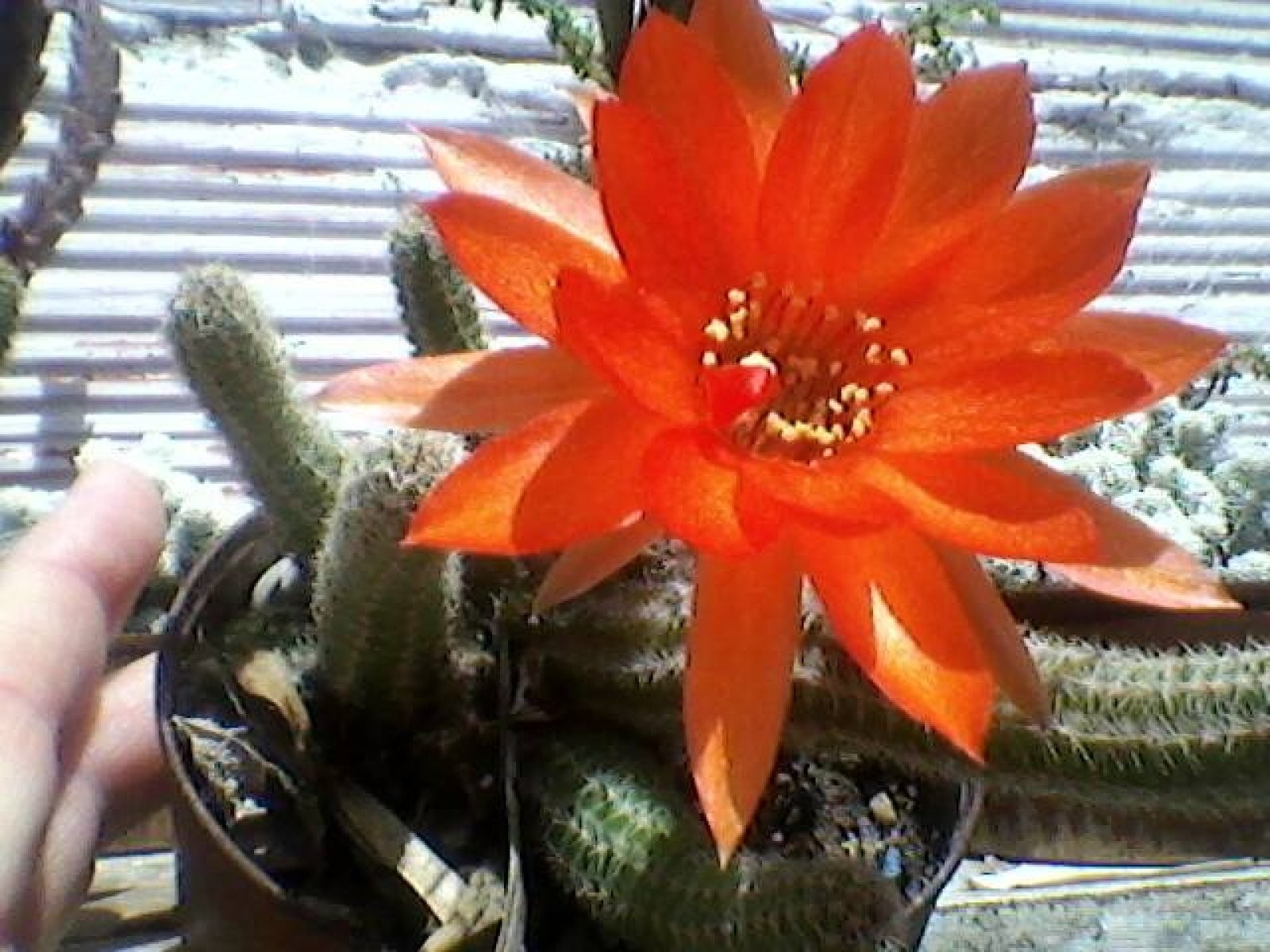Imagen 6