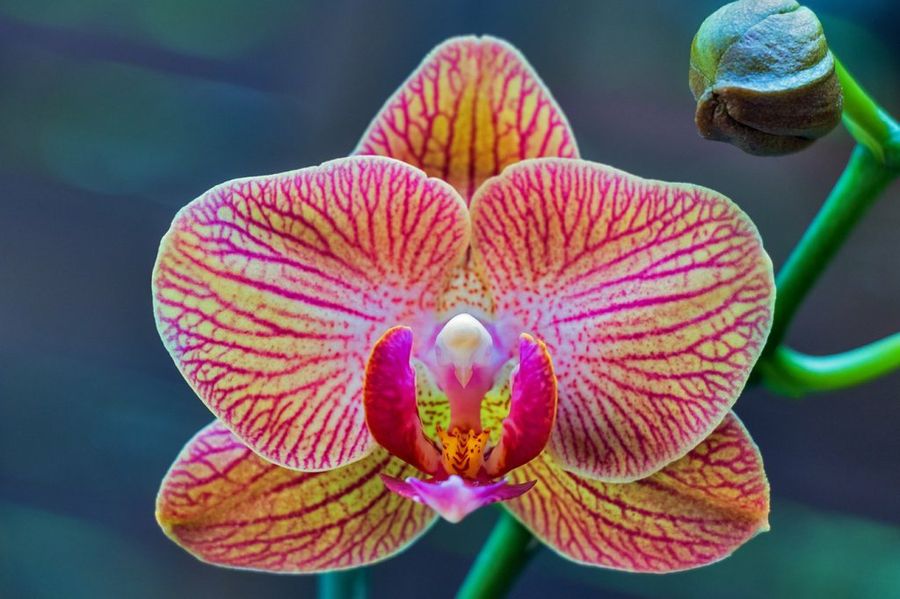 La orquídea es la flor más hermosa del mundo | Plantas