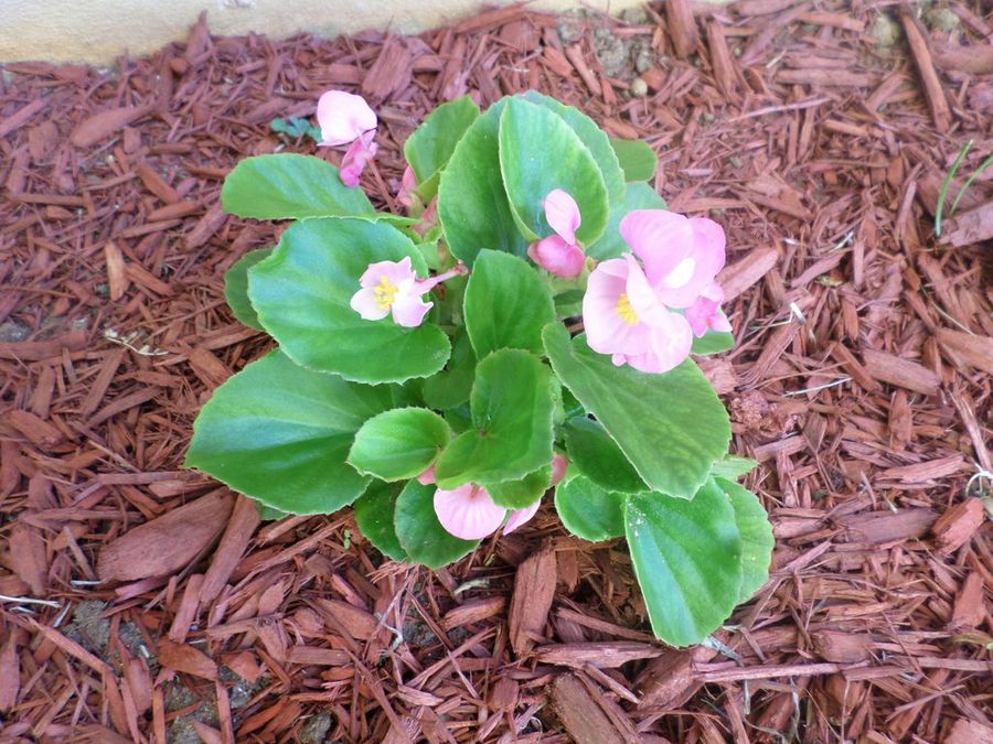 Mis Begonias con flor de color rosa! | Plantas