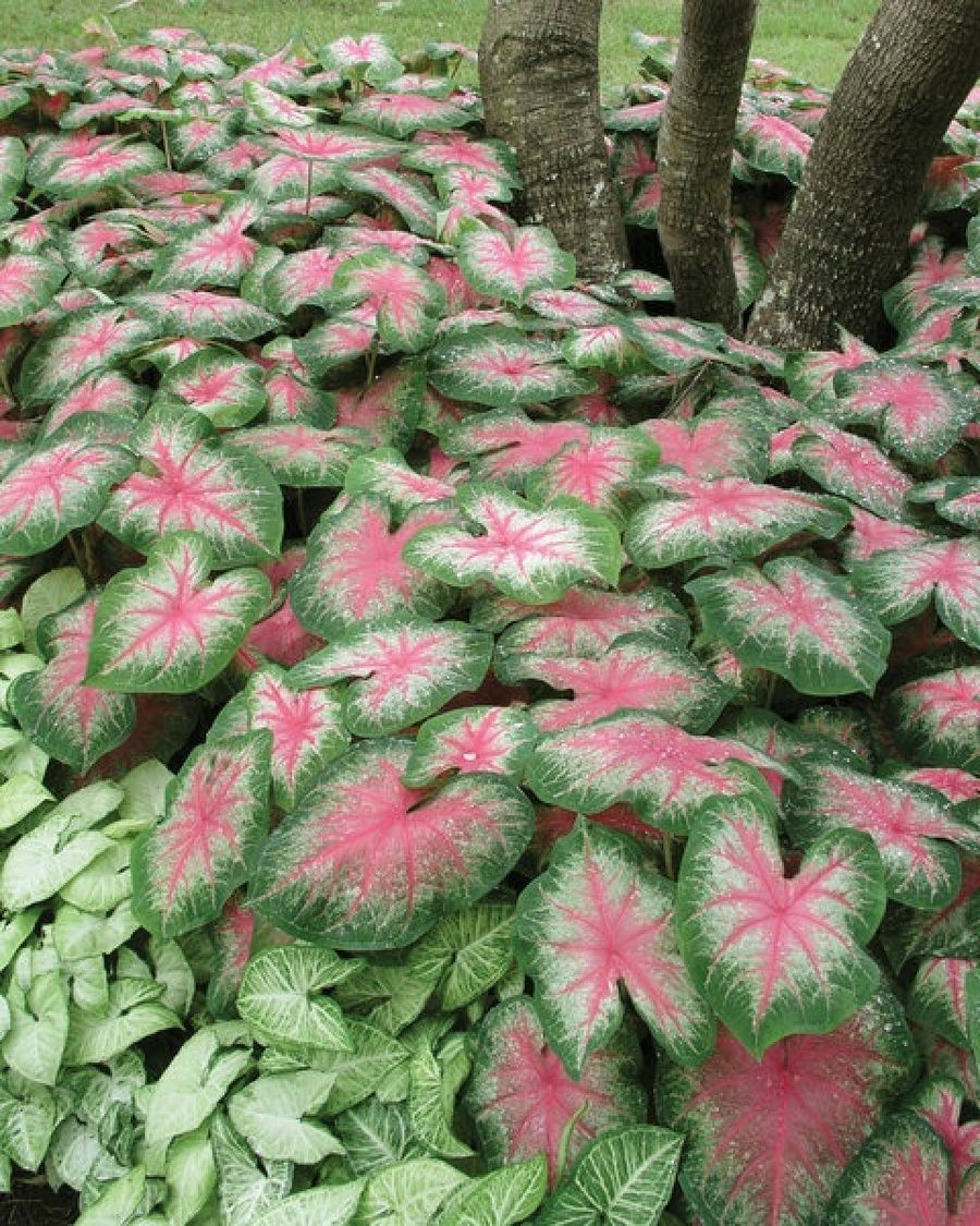 Diseño de jardines: tutorial paso a paso | Plantas