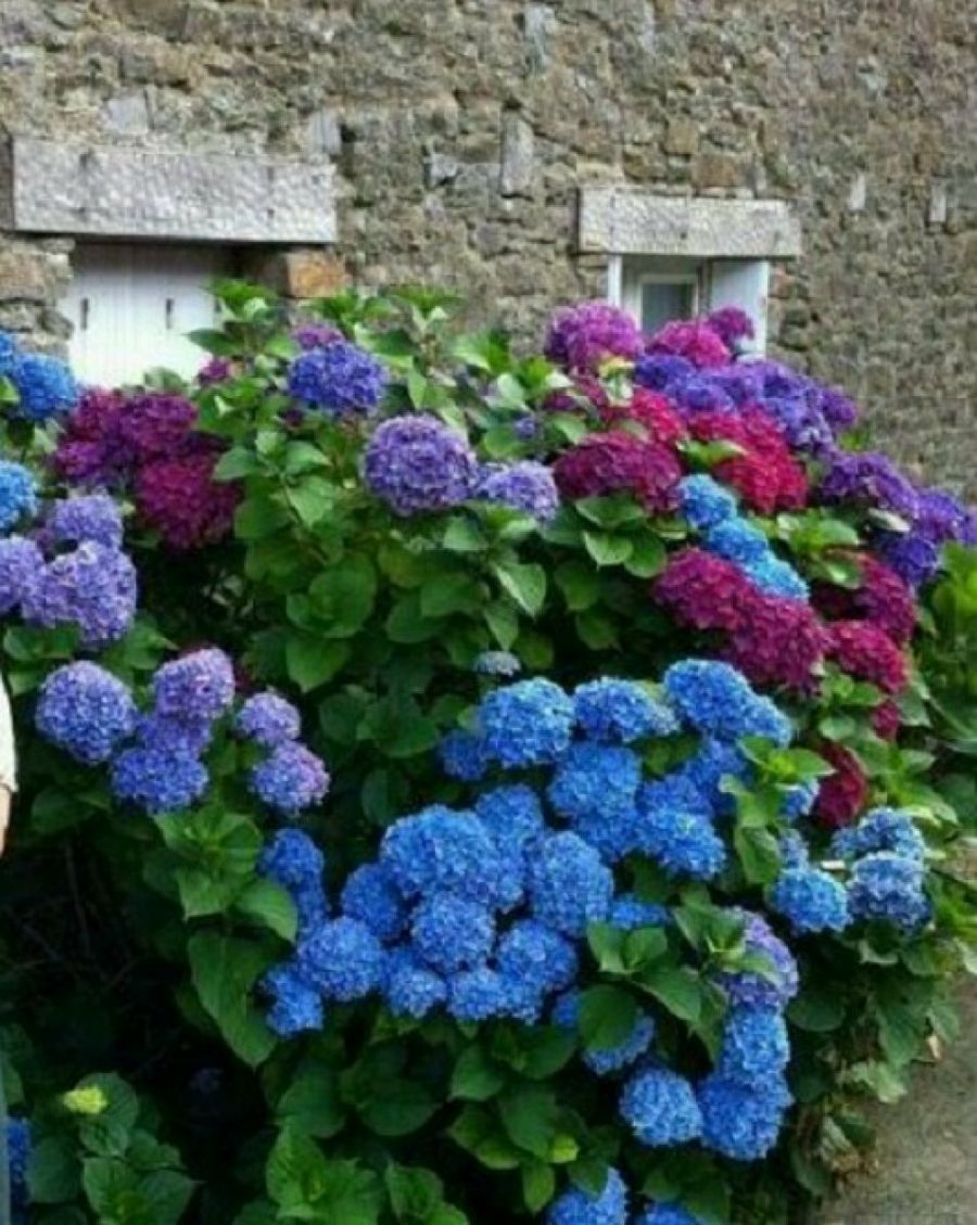 La hortensia: mucho más que una bella planta ornamental | Plantas