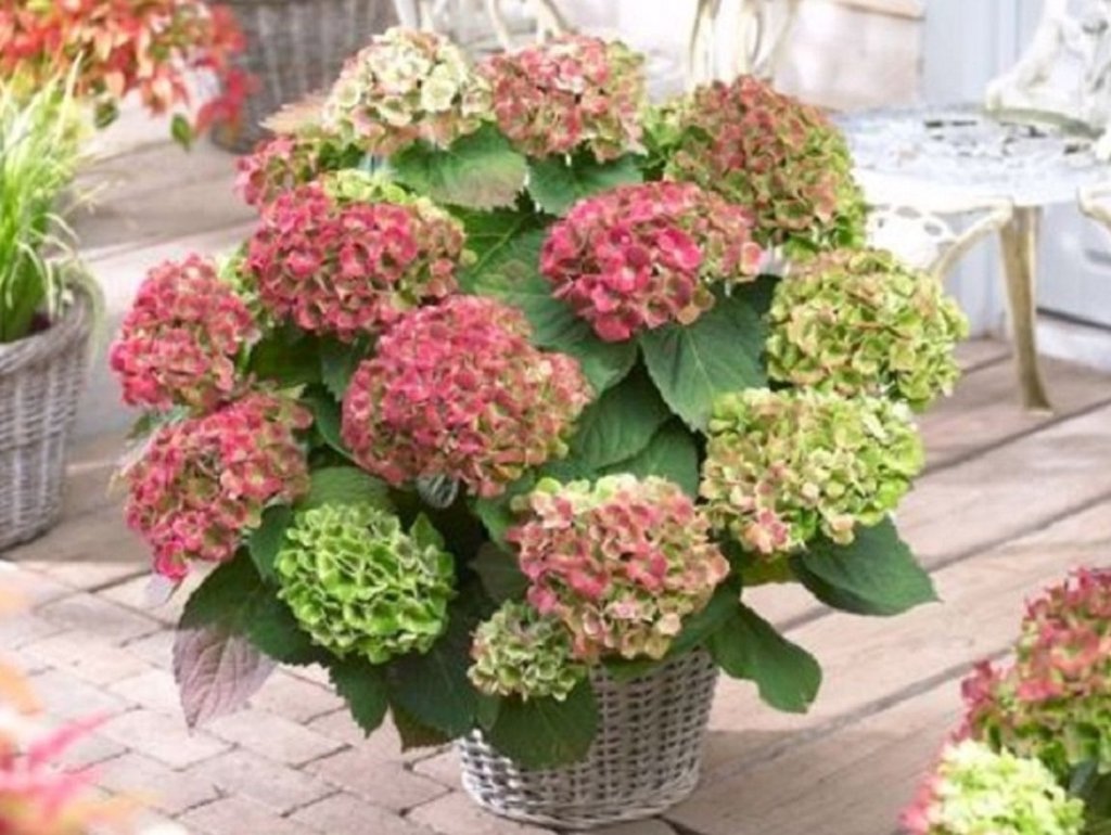 La hortensia: mucho más que una bella planta ornamental | Plantas