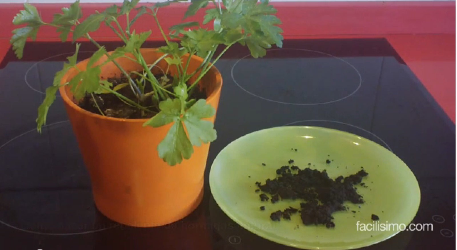 Cómo hacer un repelente de hormigas natural