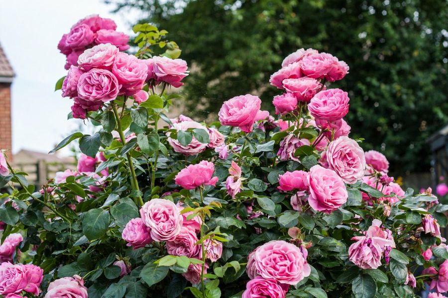 Los colores en jardinería: el rosa | Plantas