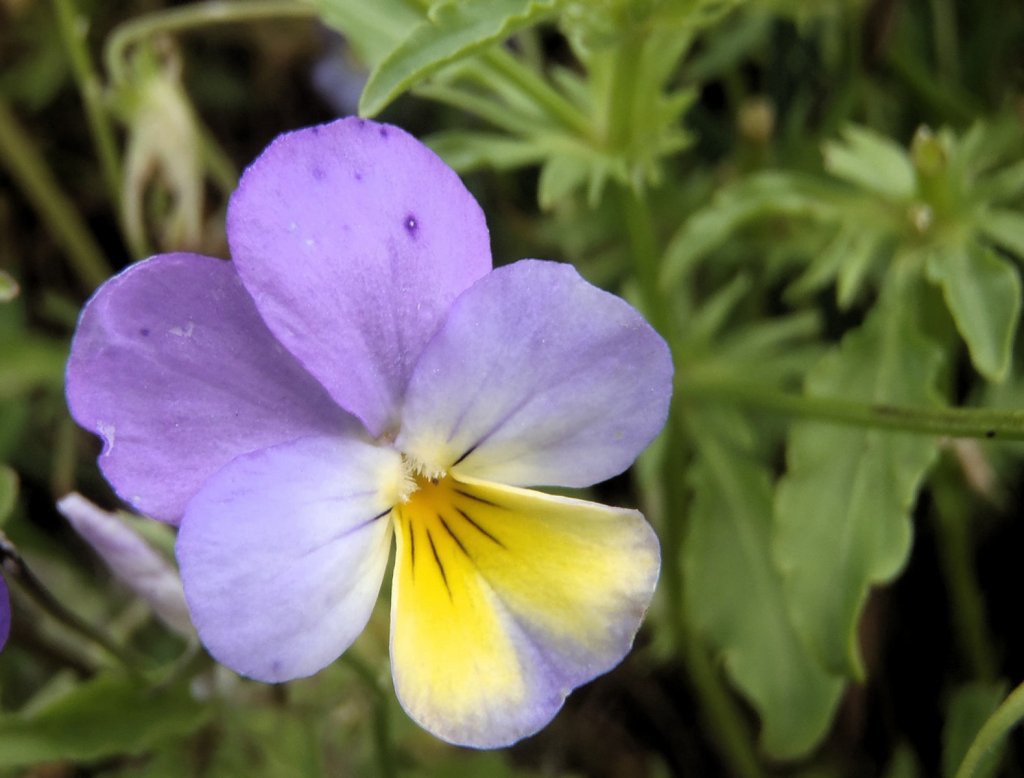 Propiedades del pensamiento | Plantas