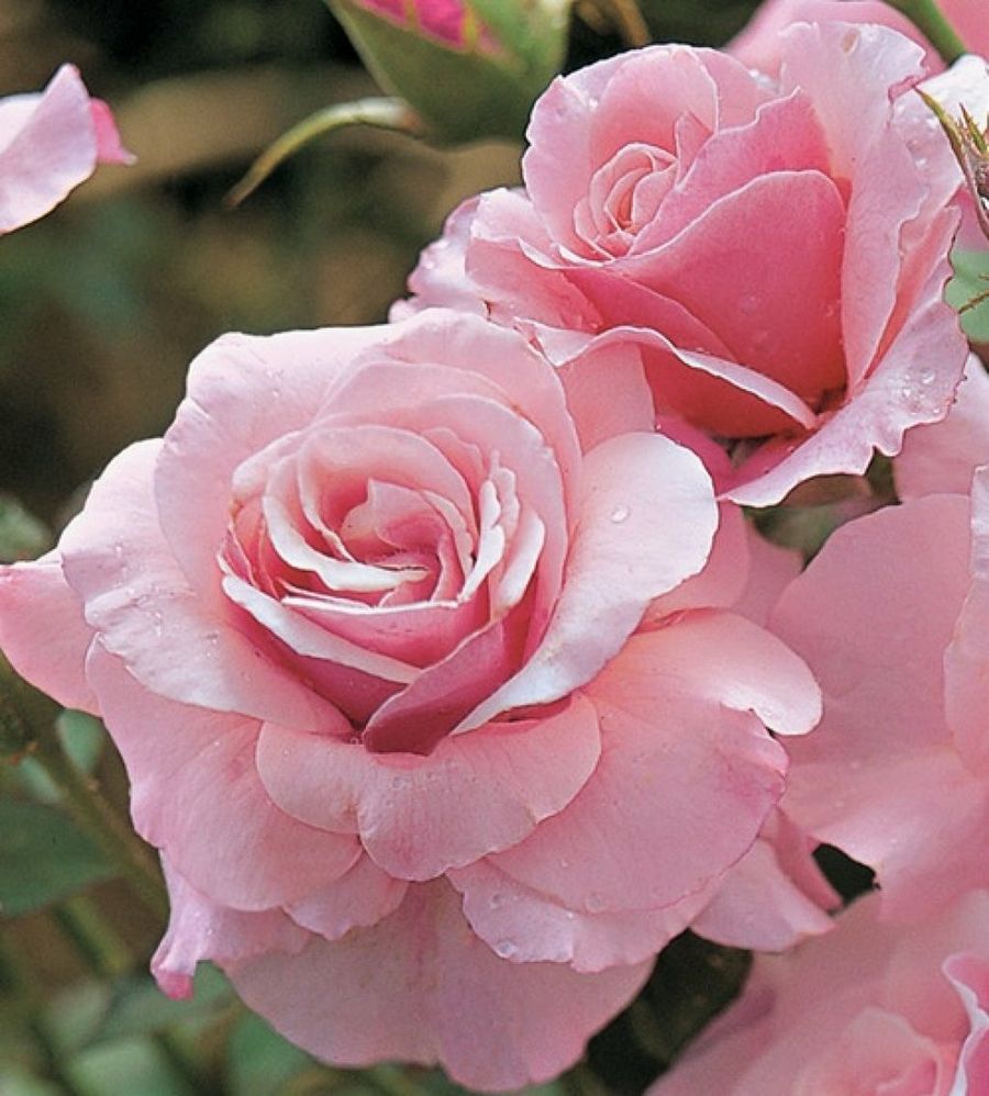 Роза плетистая нежно розовая