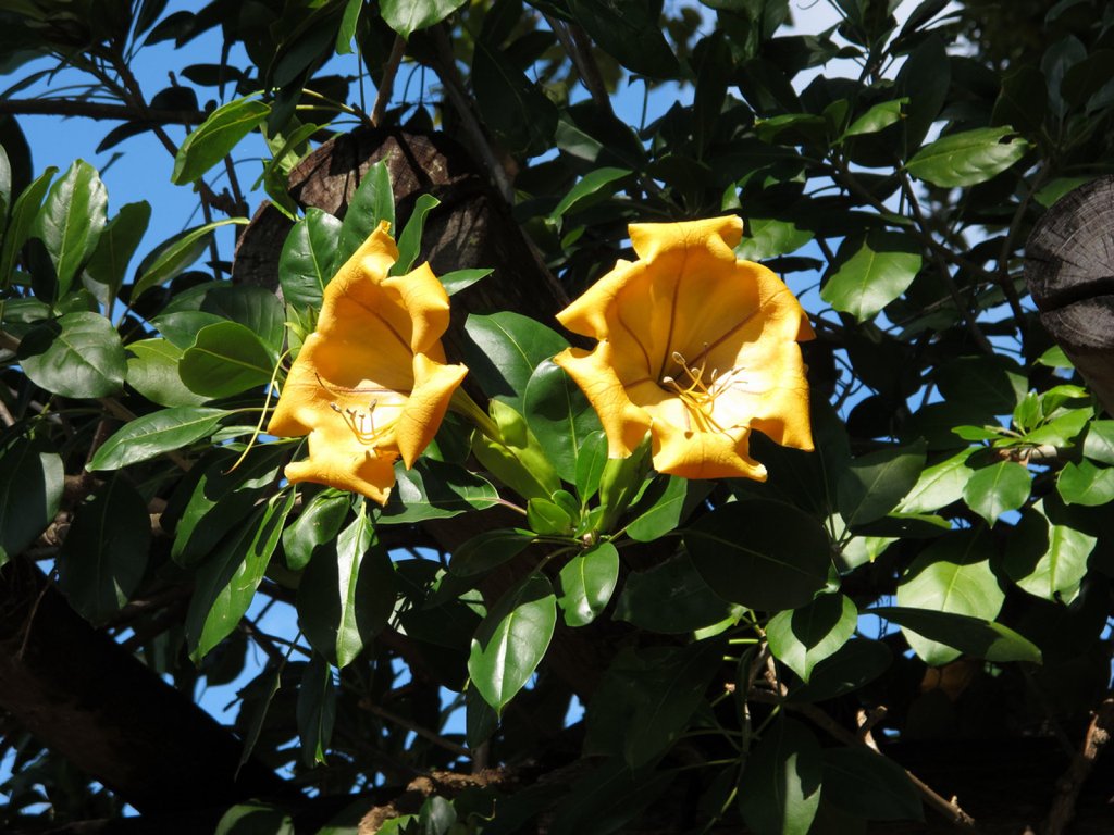 Copa de oro | Plantas