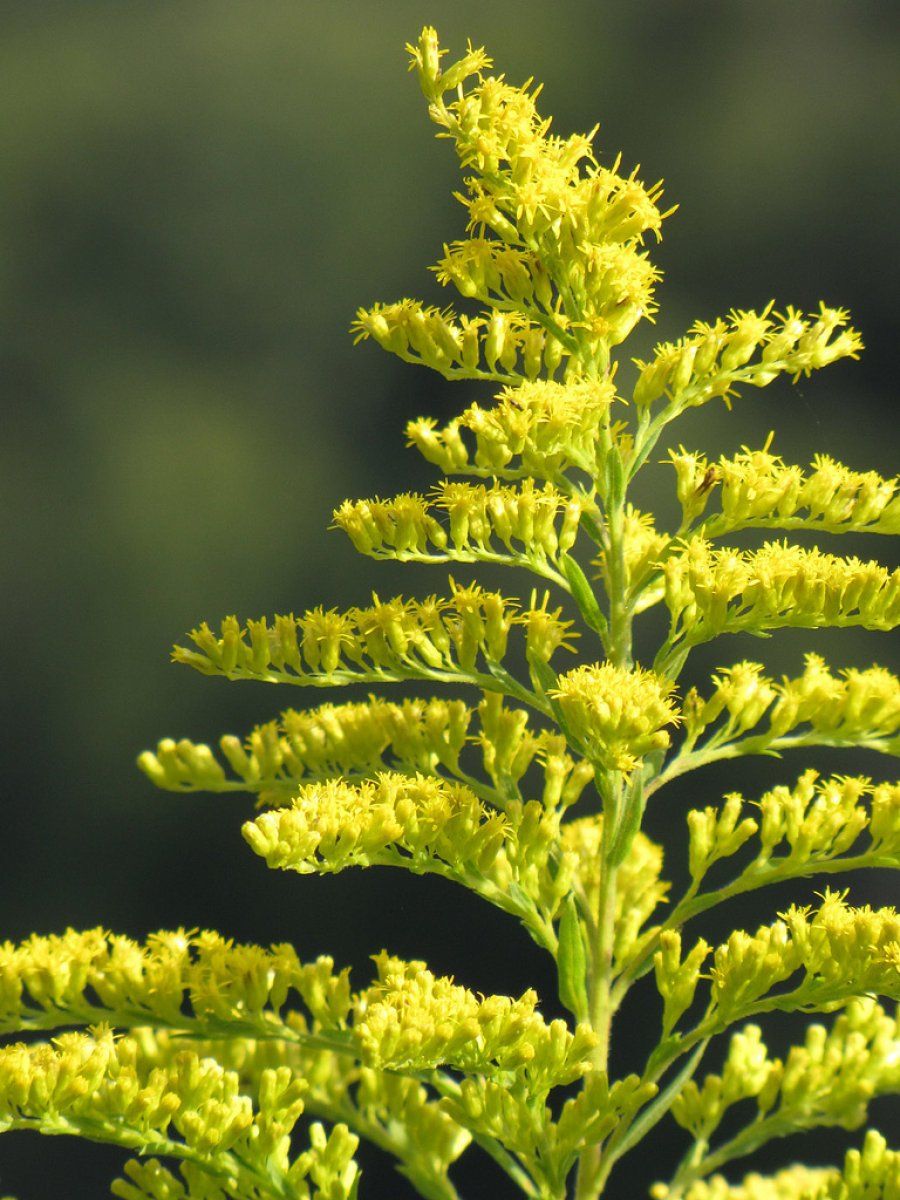 Vara de oro | Plantas