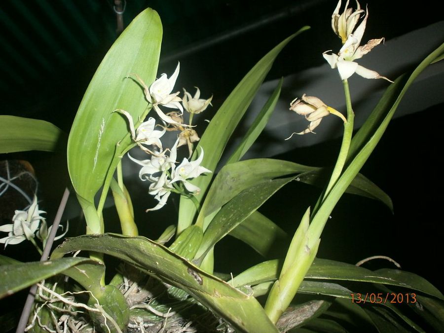 mi dama de noche sigue dando sus flores y las orquideas l acompañan |  Plantas