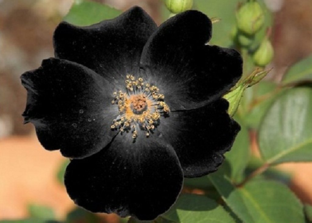 Las inusuales y raras flores negras | Plantas Las inusuales y raras flores negras | Plantas
