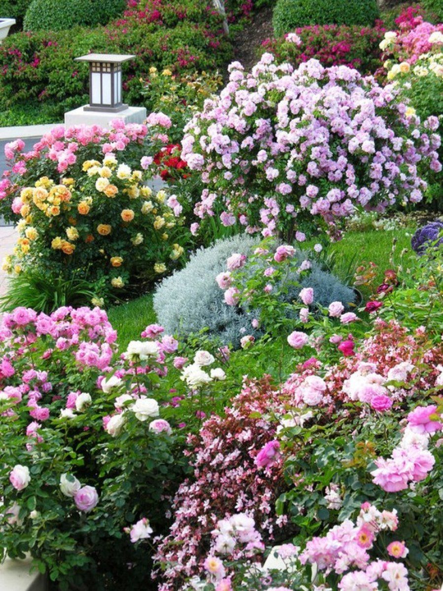 Jardines coloridos: razones para hacer el tuyo propio | Plantas