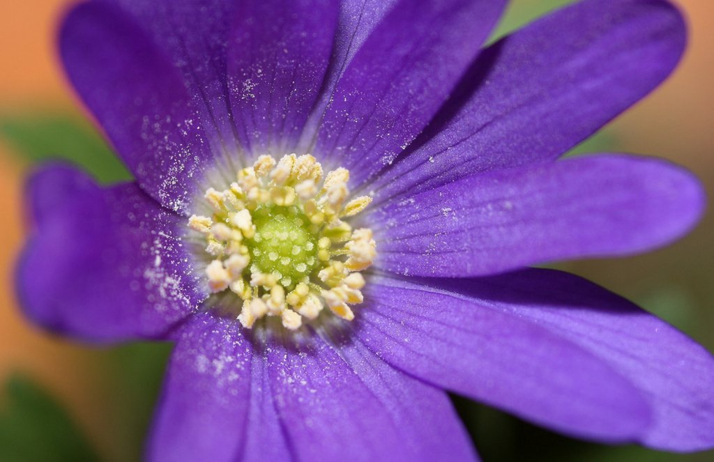 Anémona azul, perfecta para nuestro hogar | Plantas