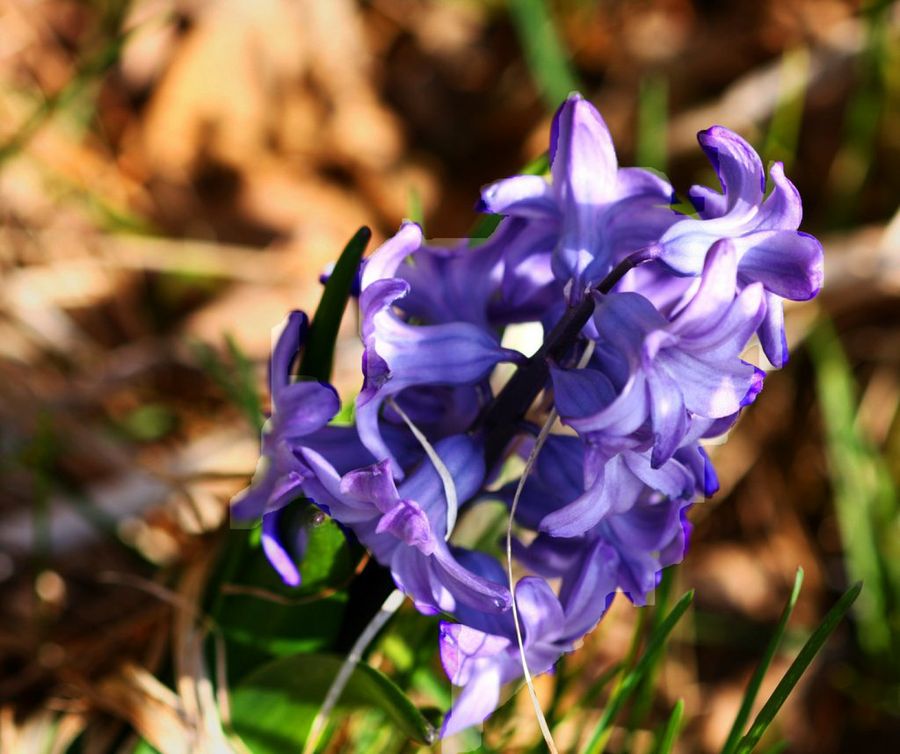 Jacinto: flor fragante en invierno y primavera | Plantas