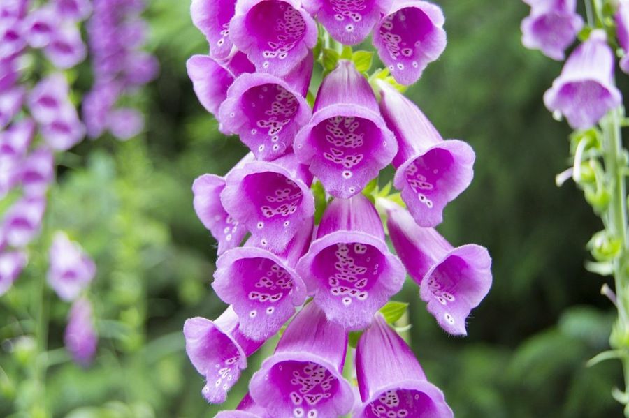 Digitalis purpurea