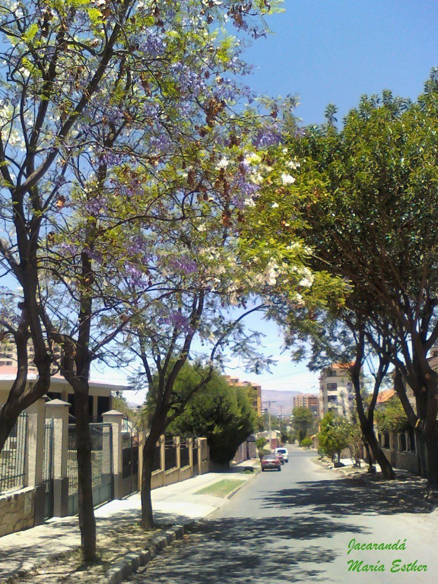 Jacaranda Mimosifolia Arbolapp Jacaranda Mimosifolia Arbolapp