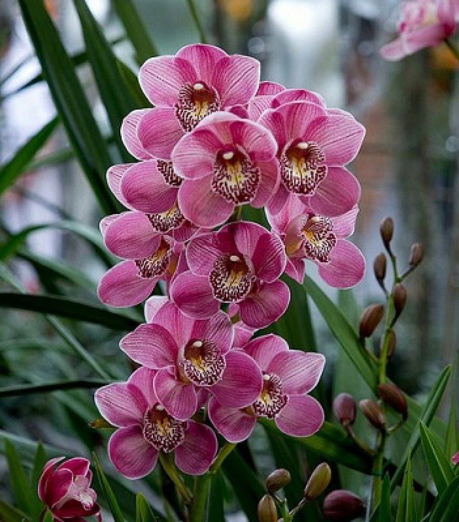 Contamos con una amplia gama de hermosas Orquídeas Naturales