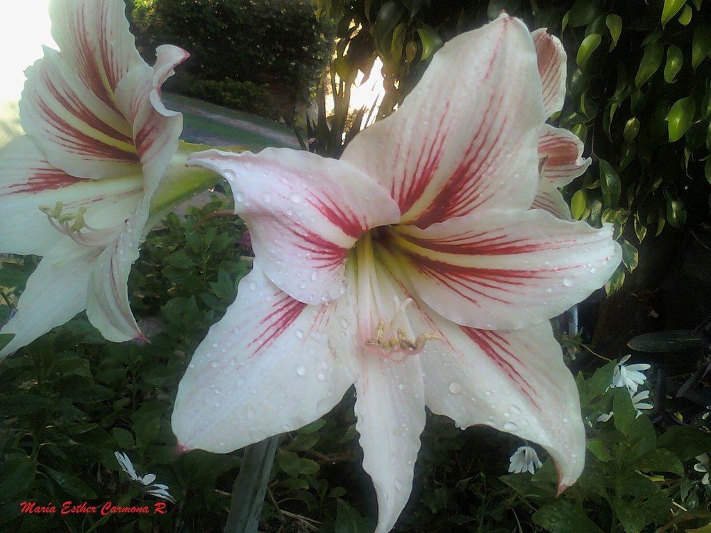 Amaryllis | Plantas