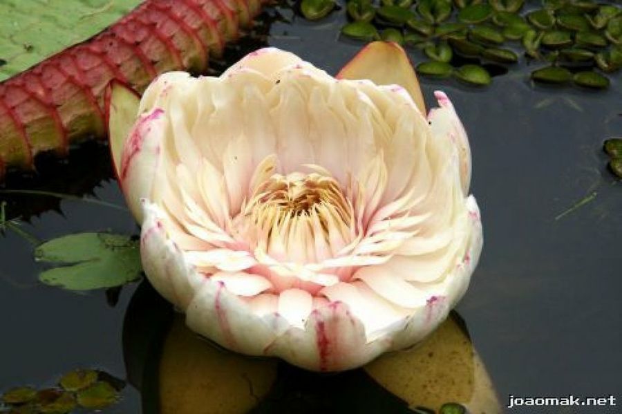 Victoria Amazonica Una Preciosa Acuatica Plantas