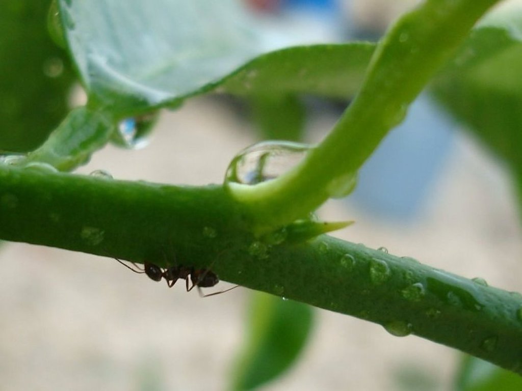 Lucha contra las plagas de tus árboles frutales | Plantas