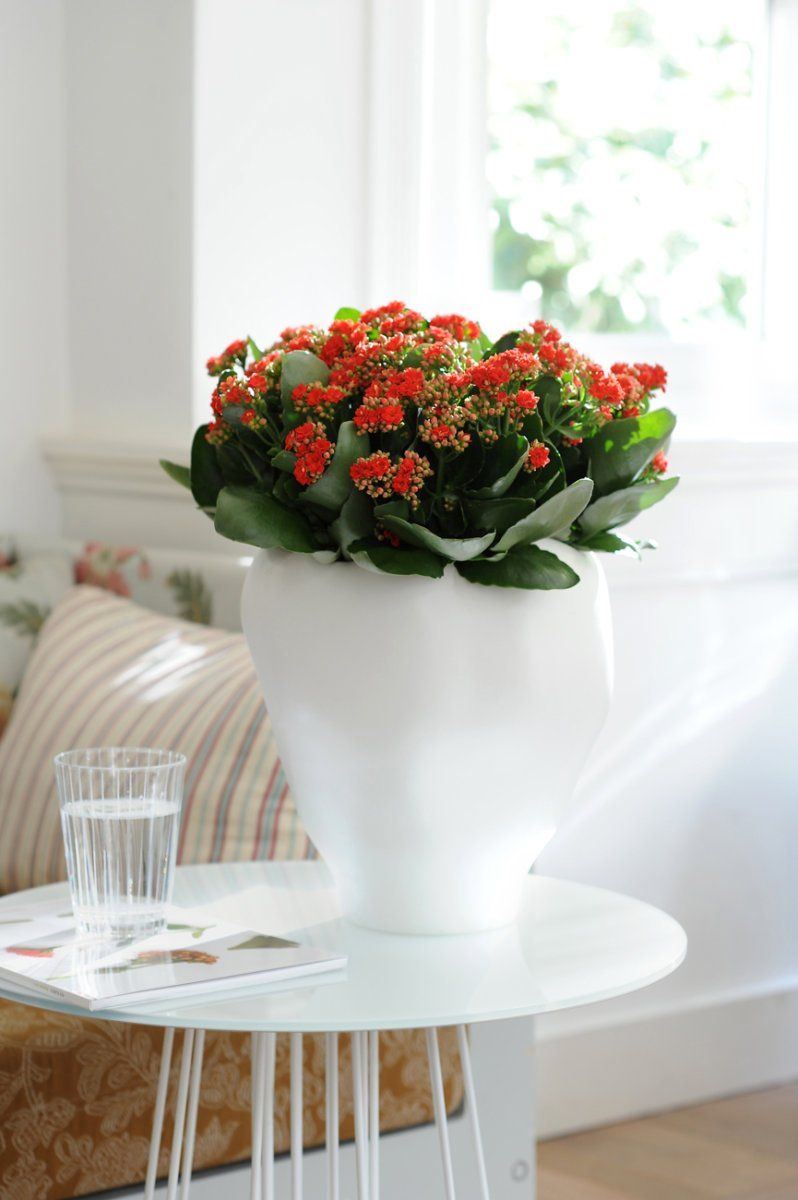 Kalanchoe