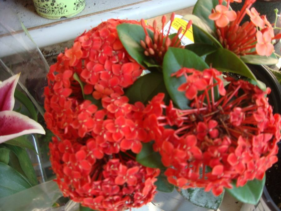 Imagen 4