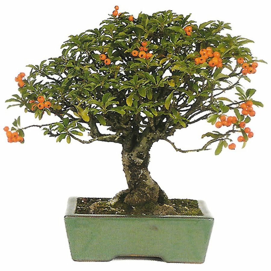 Muebles de almacenamiento infantil | Decoración