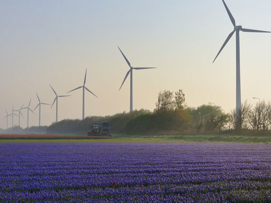 Muscari parque eólico