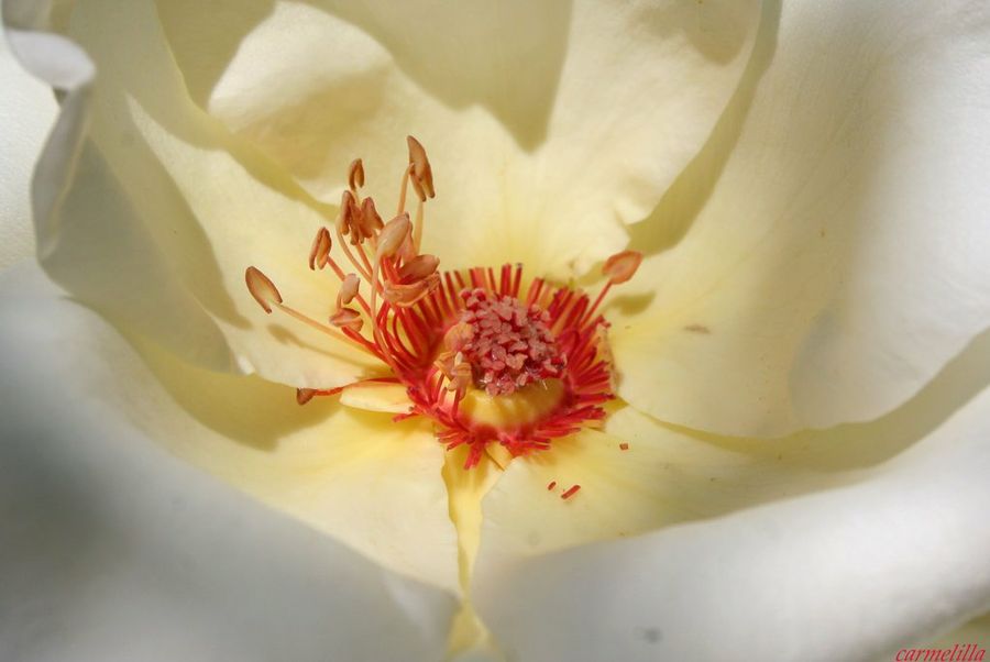  Jardineria a nivel usuario