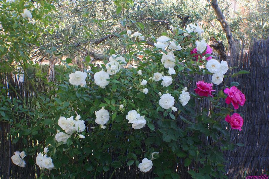  Jardineria a nivel usuario