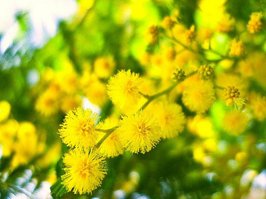 mimosa