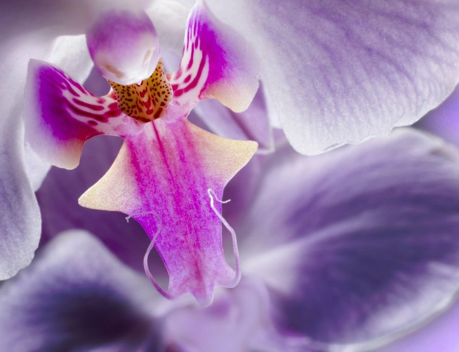 Orquídea: datos y explicación | Plantas